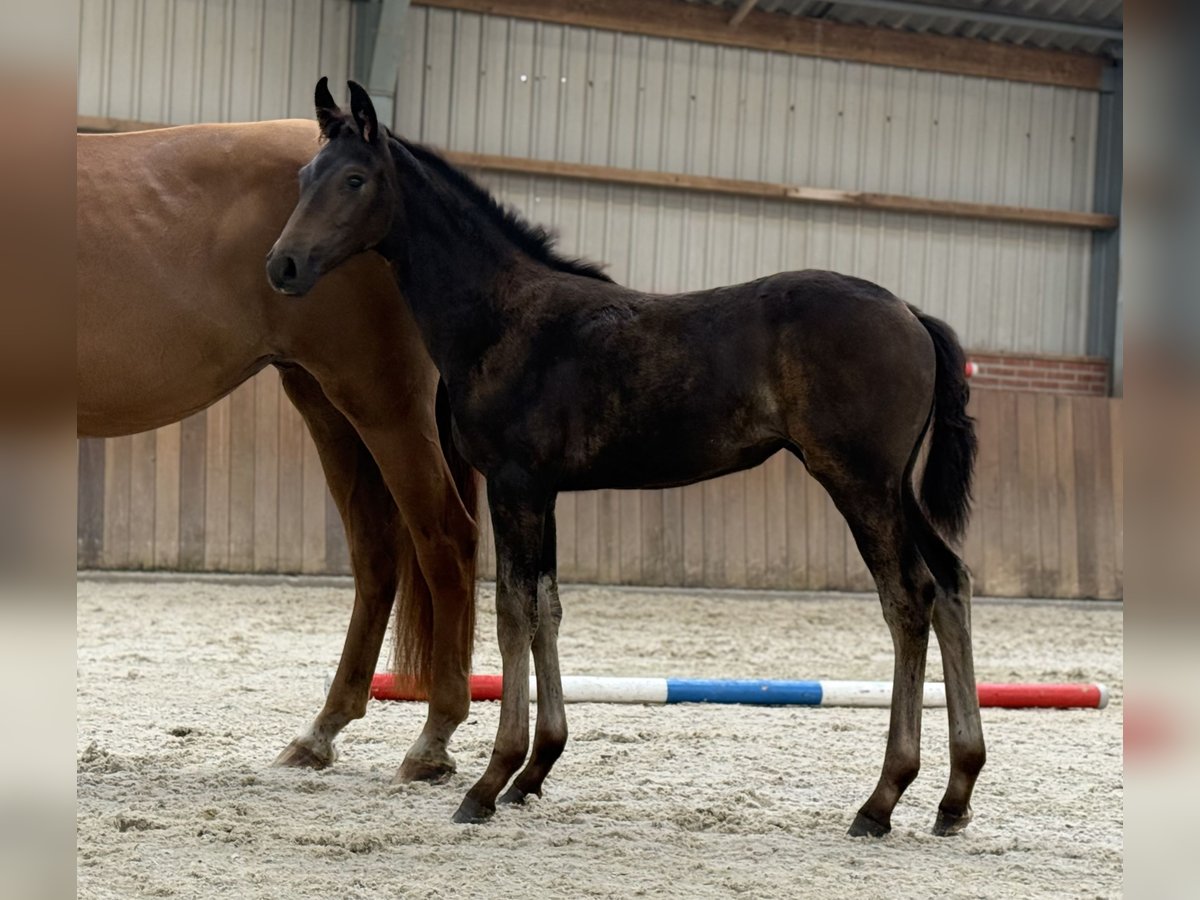 KWPN Mare Foal (03/2025) Brown in Zieuwent