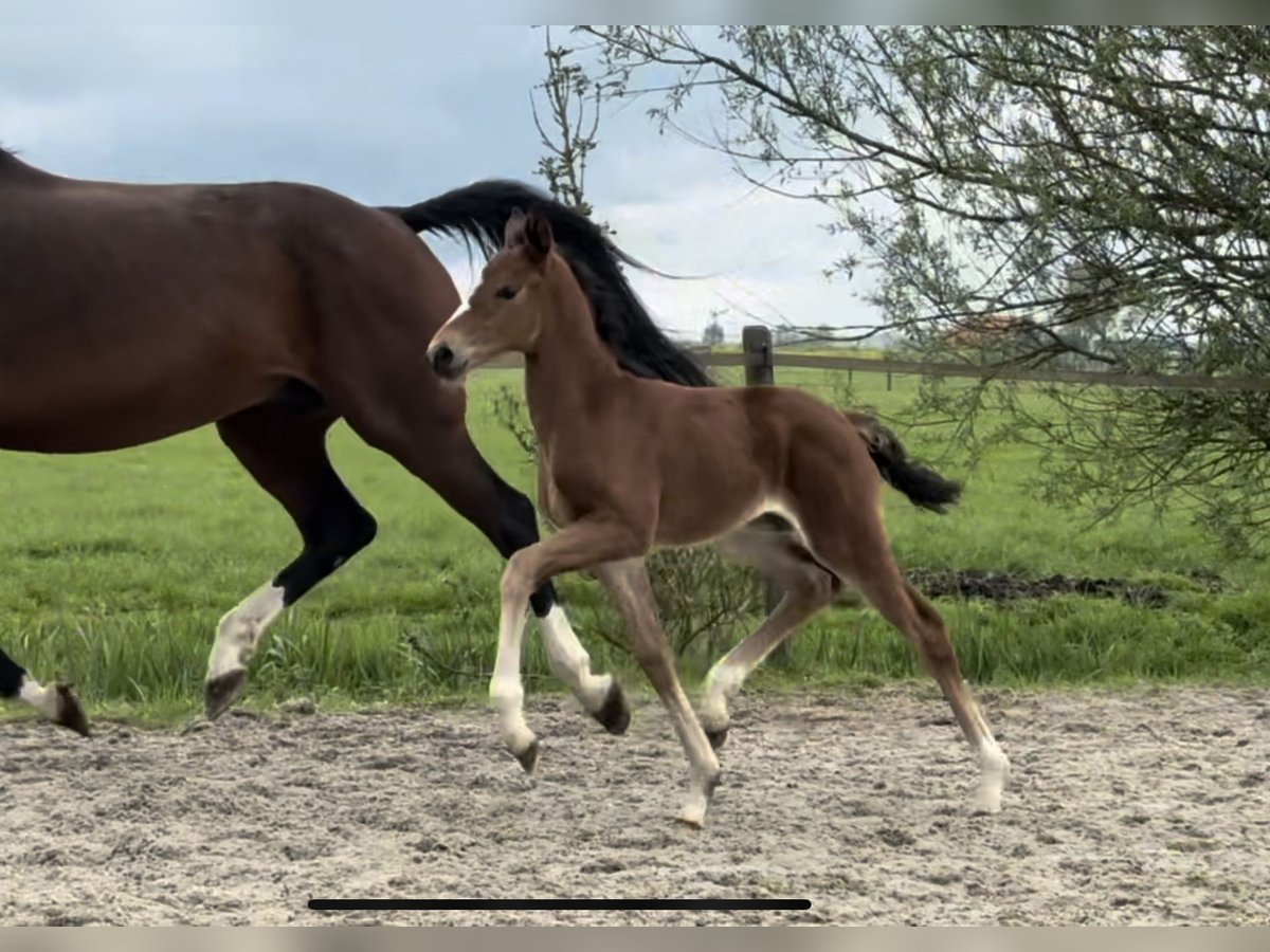 KWPN Mare Foal (04/2024) Brown in Nes