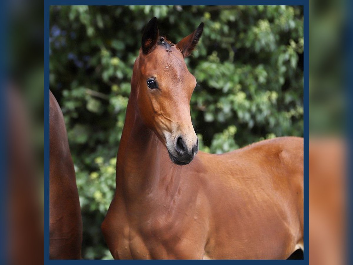 KWPN Mare Foal (05/2024) Brown in Gieten