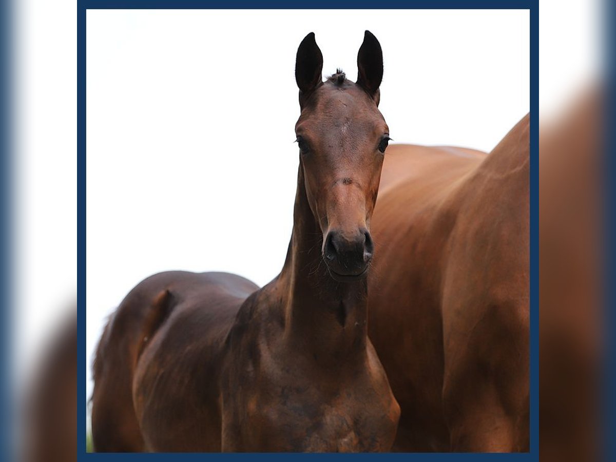 KWPN Mare Foal (05/2024) Brown in Gieten