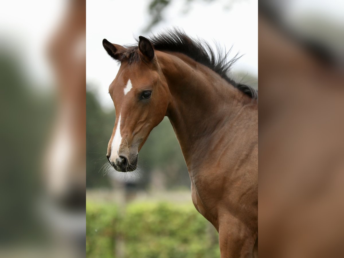 KWPN Mare Foal (04/2024) Brown in Goch