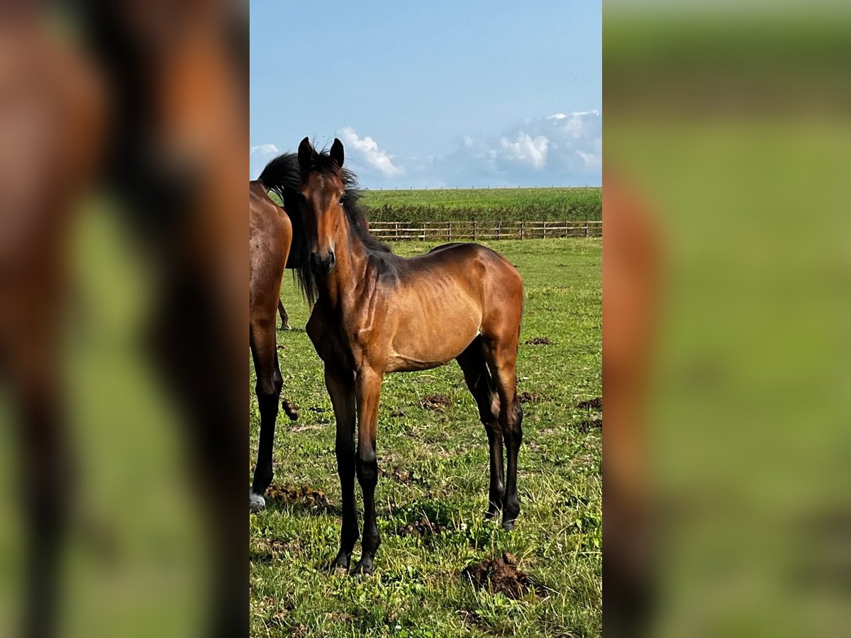 KWPN Mare Foal (04/2024) Brown in Swifterbant