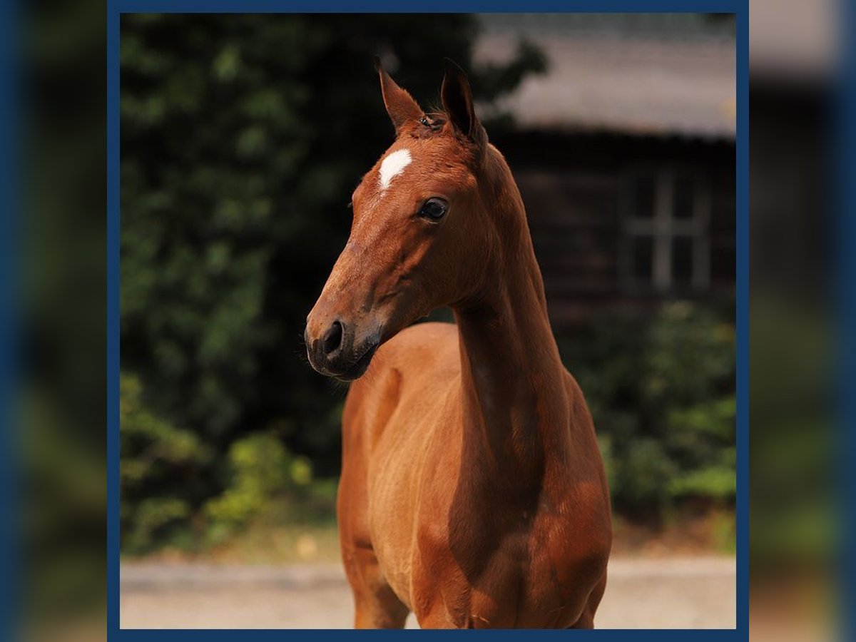 KWPN Mare Foal (01/2024) Brown in Gieten