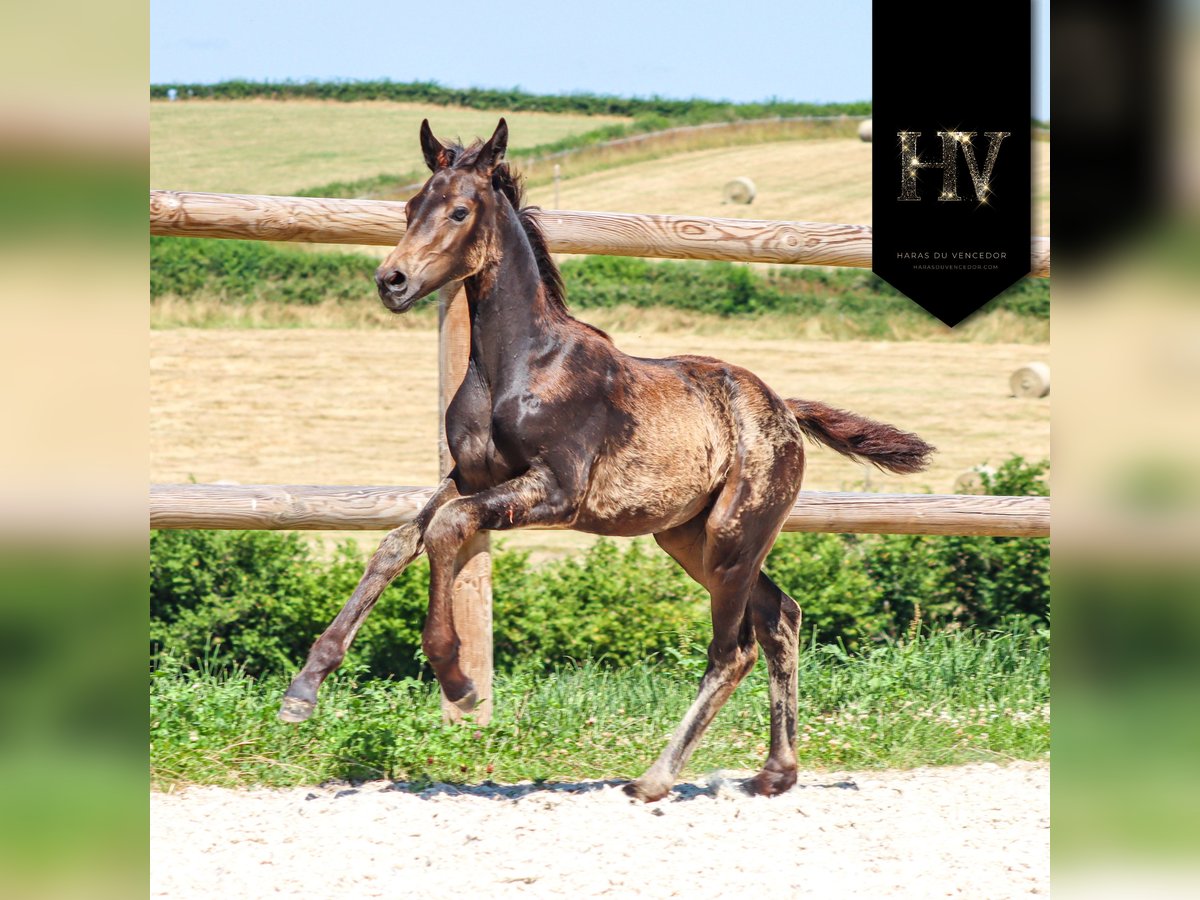 KWPN Mare  Buckskin in Marly-sous-Issy