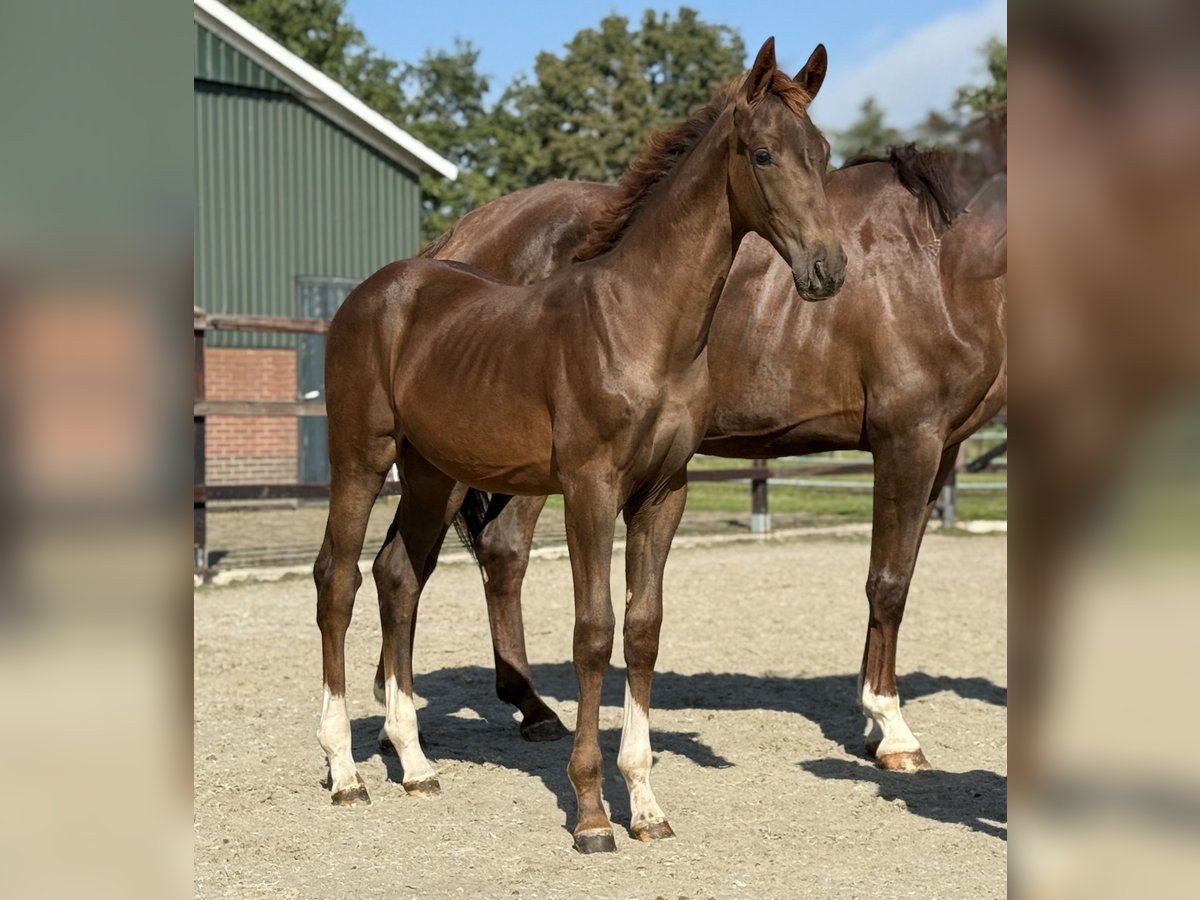 KWPN Mare Foal (03/2025) Chestnut in Zieuwent