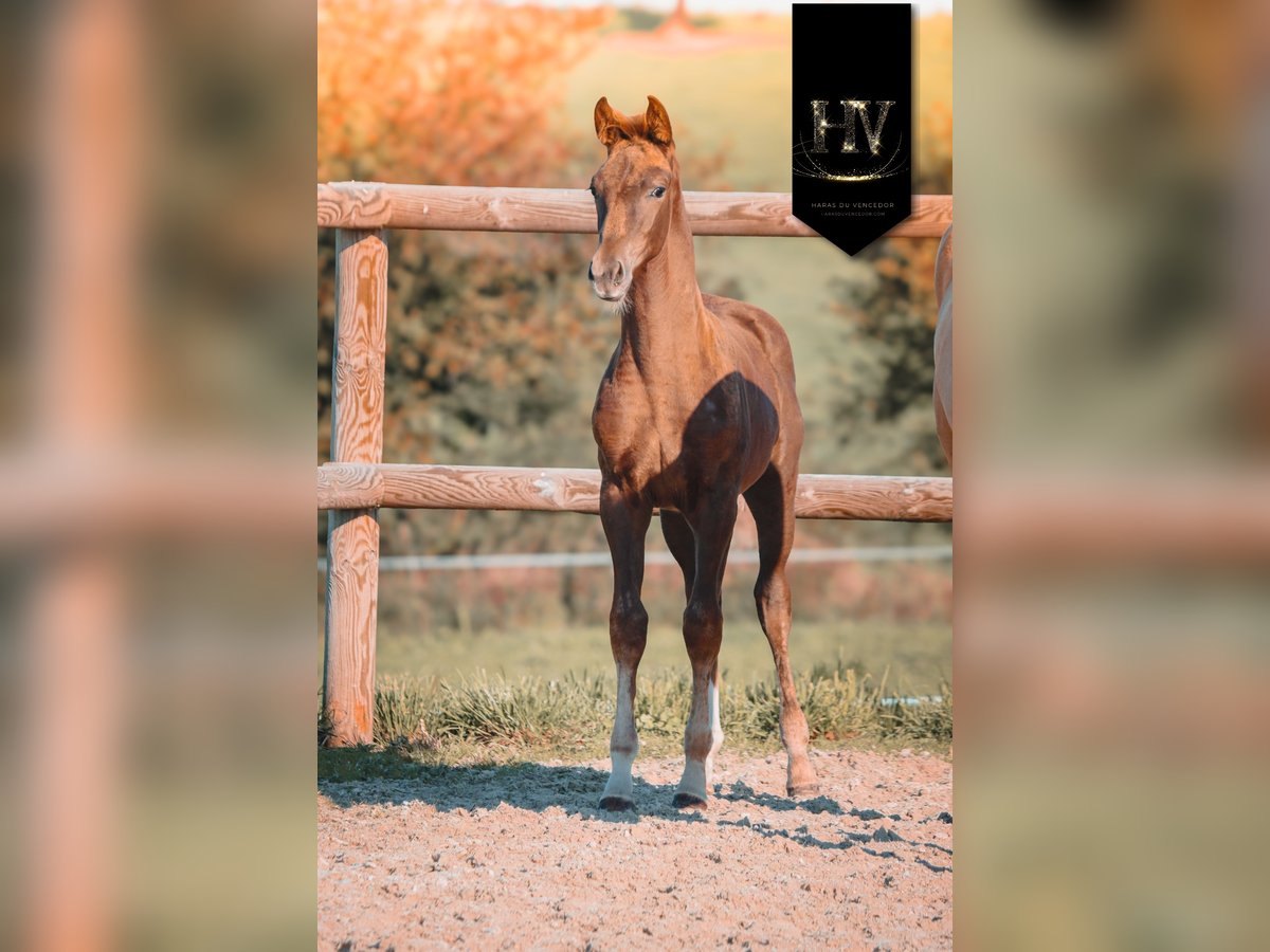 KWPN Mare Foal (06/2025) Chestnut in Marly-sous-Issy