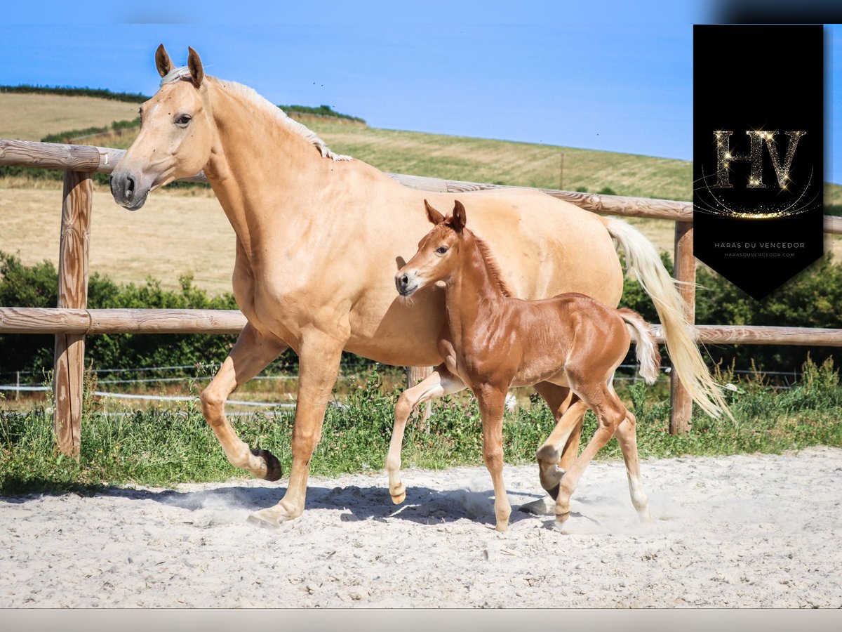 KWPN Mare  Chestnut in Marly-sous-Issy