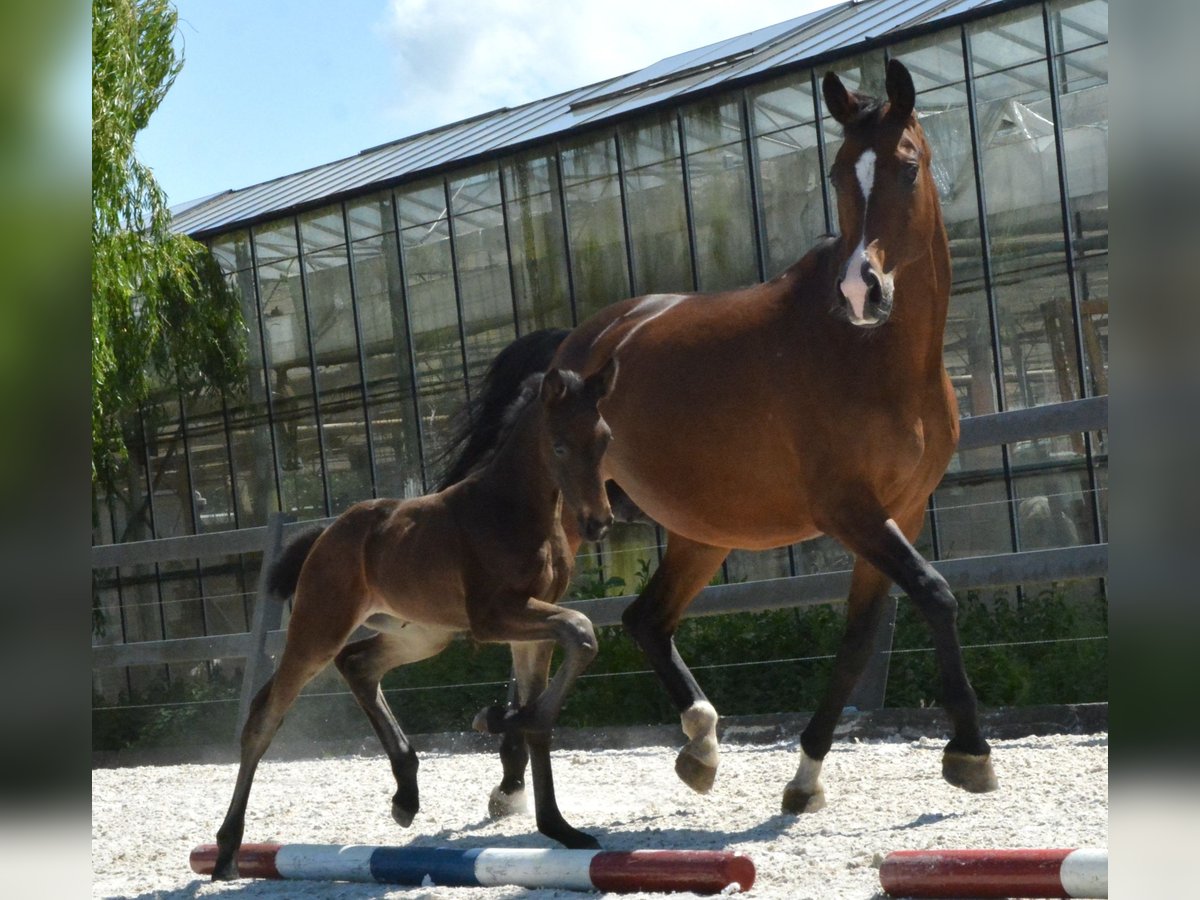 KWPN Mare  Chestnut in Hallum