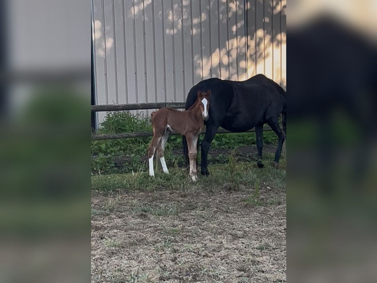 KWPN Mare  Chestnut-Red in Courbeveille