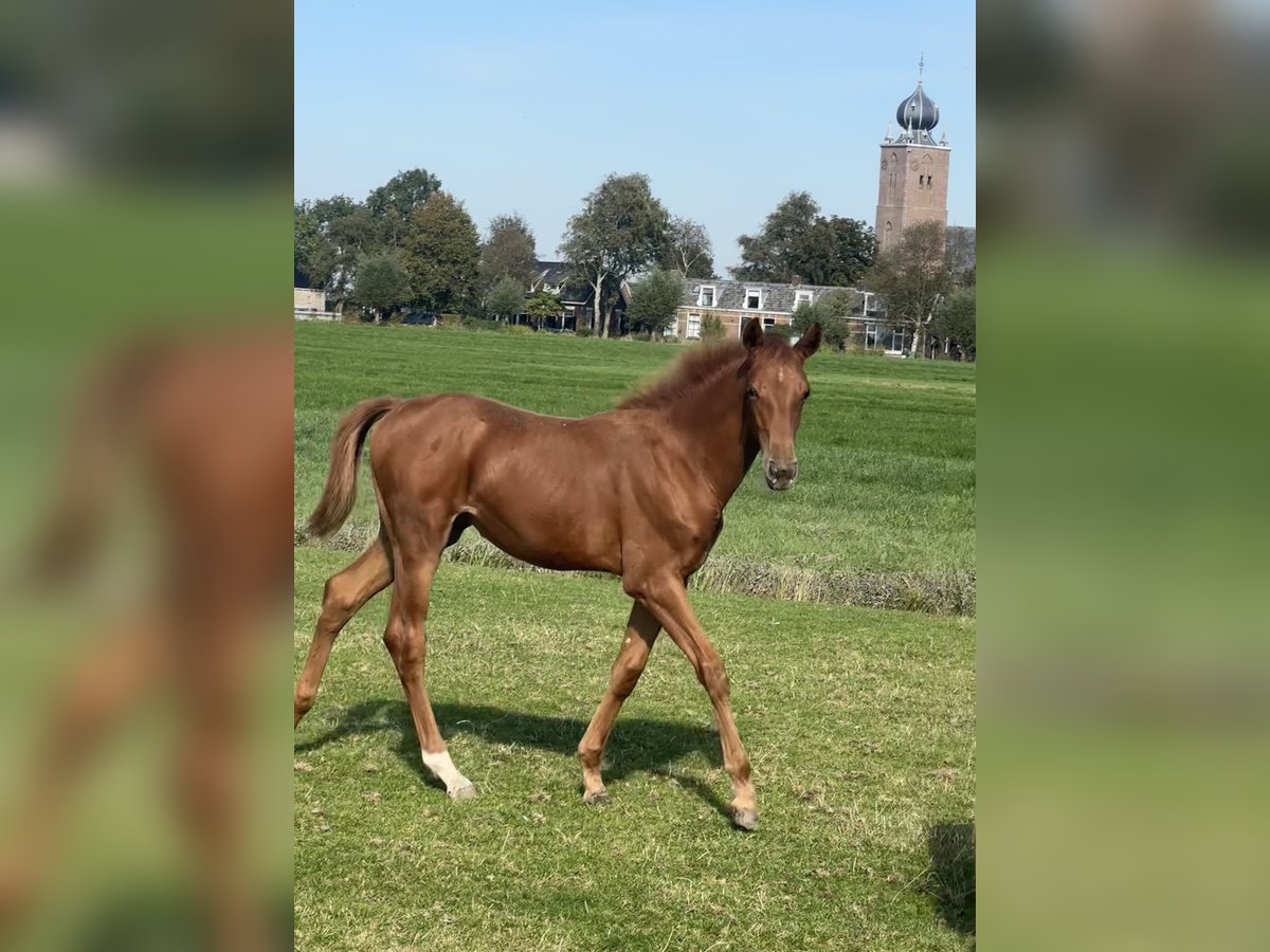 KWPN Mare Foal (01/2024) Chestnut-Red in Deinum