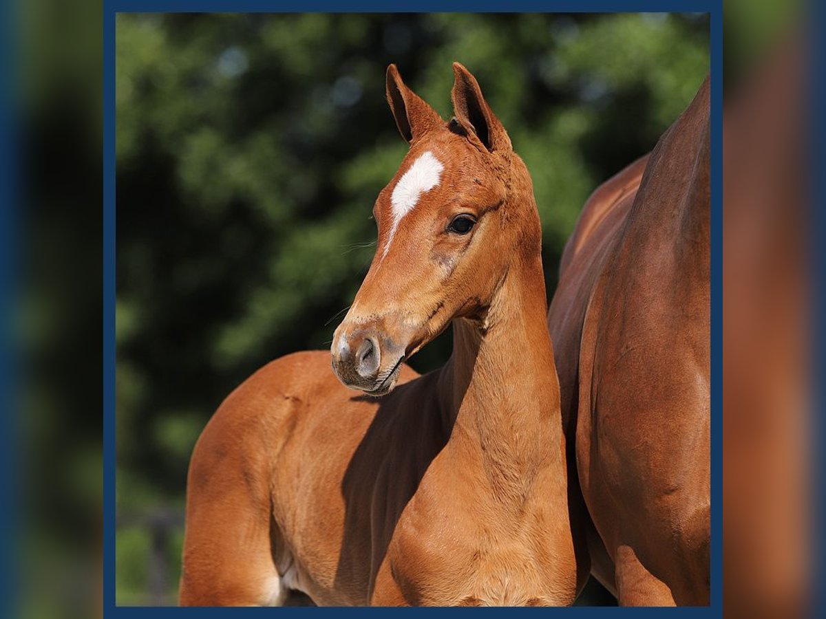 KWPN Mare Foal (05/2024) Chestnut-Red in Gieten