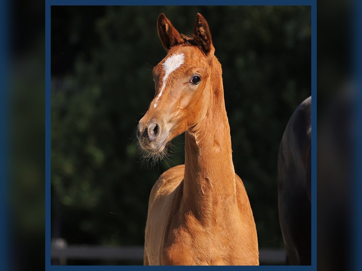 KWPN Mare Foal (04/2024) in Gieten