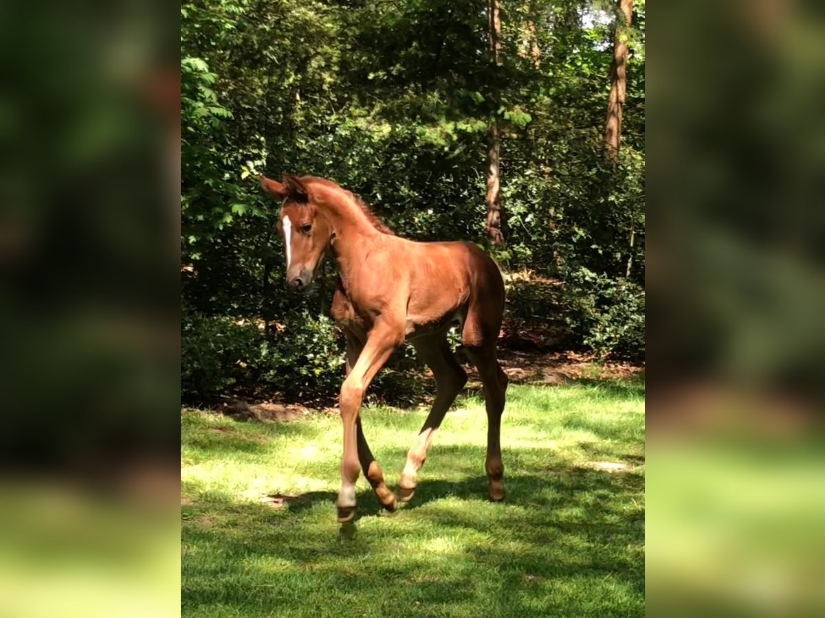 KWPN Mare Foal (04/2024) in Kalmthout