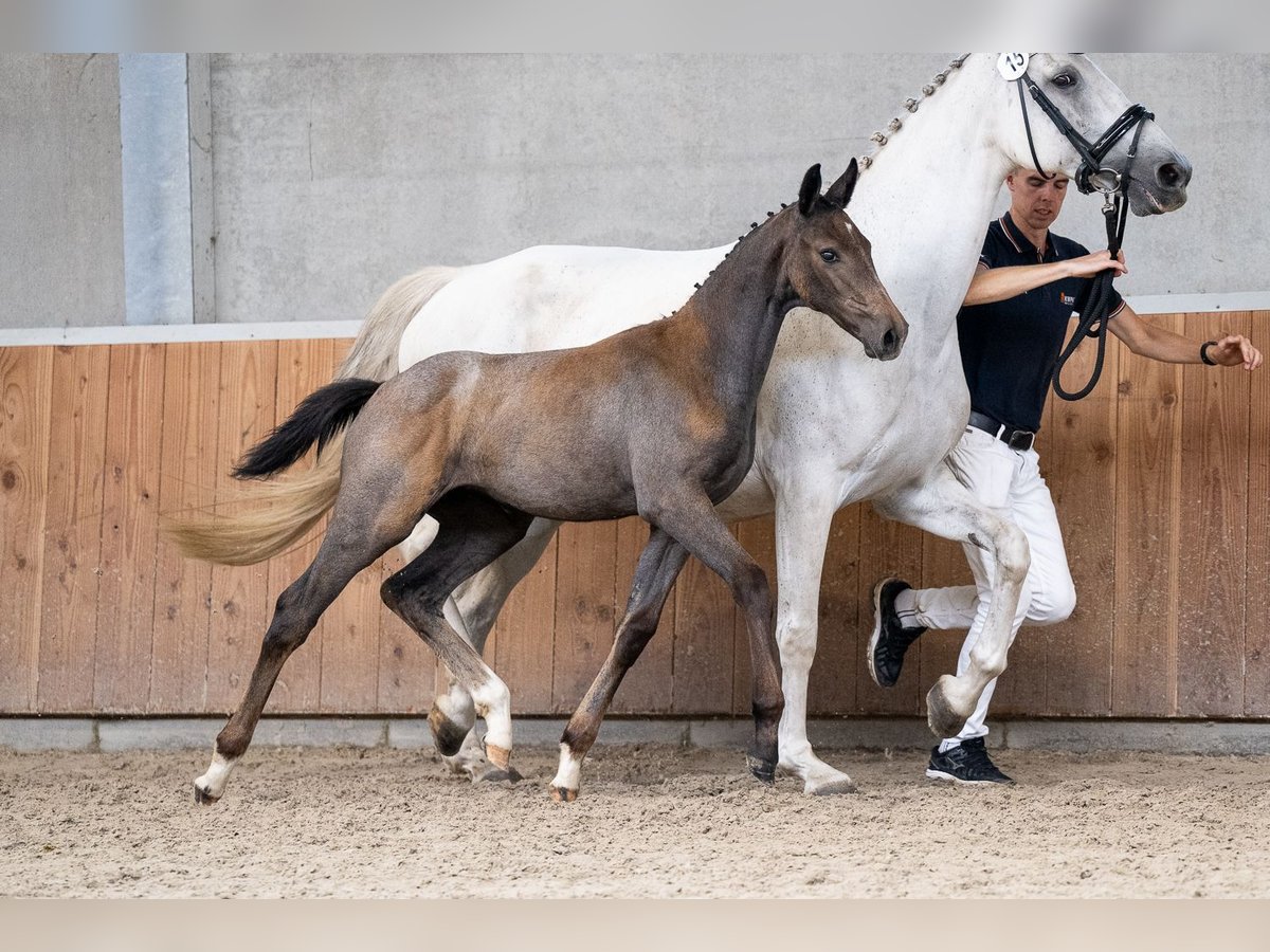 KWPN Mare Foal (05/2024) Gray in Schaijk