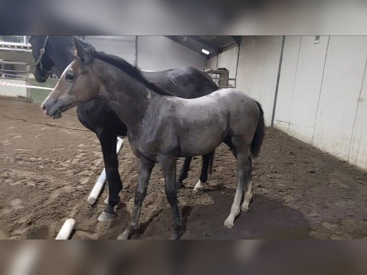 KWPN Mare Foal (01/2024) Gray in Schaijk