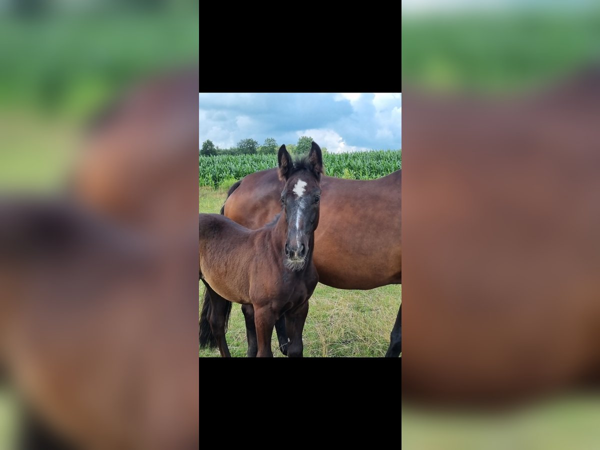 KWPN Mare Foal (04/2025) Grey in Smilde