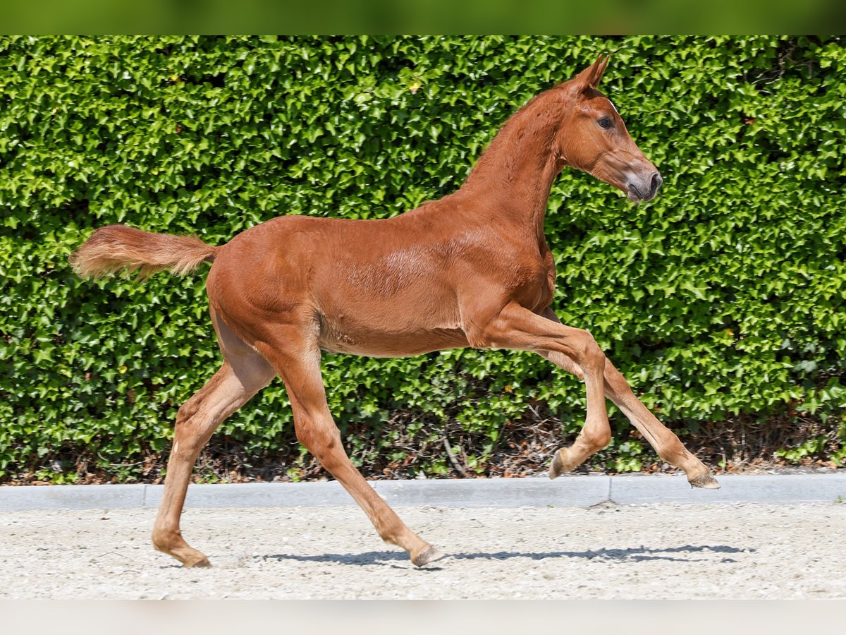 KWPN Mare Foal (04/2024) in Bears