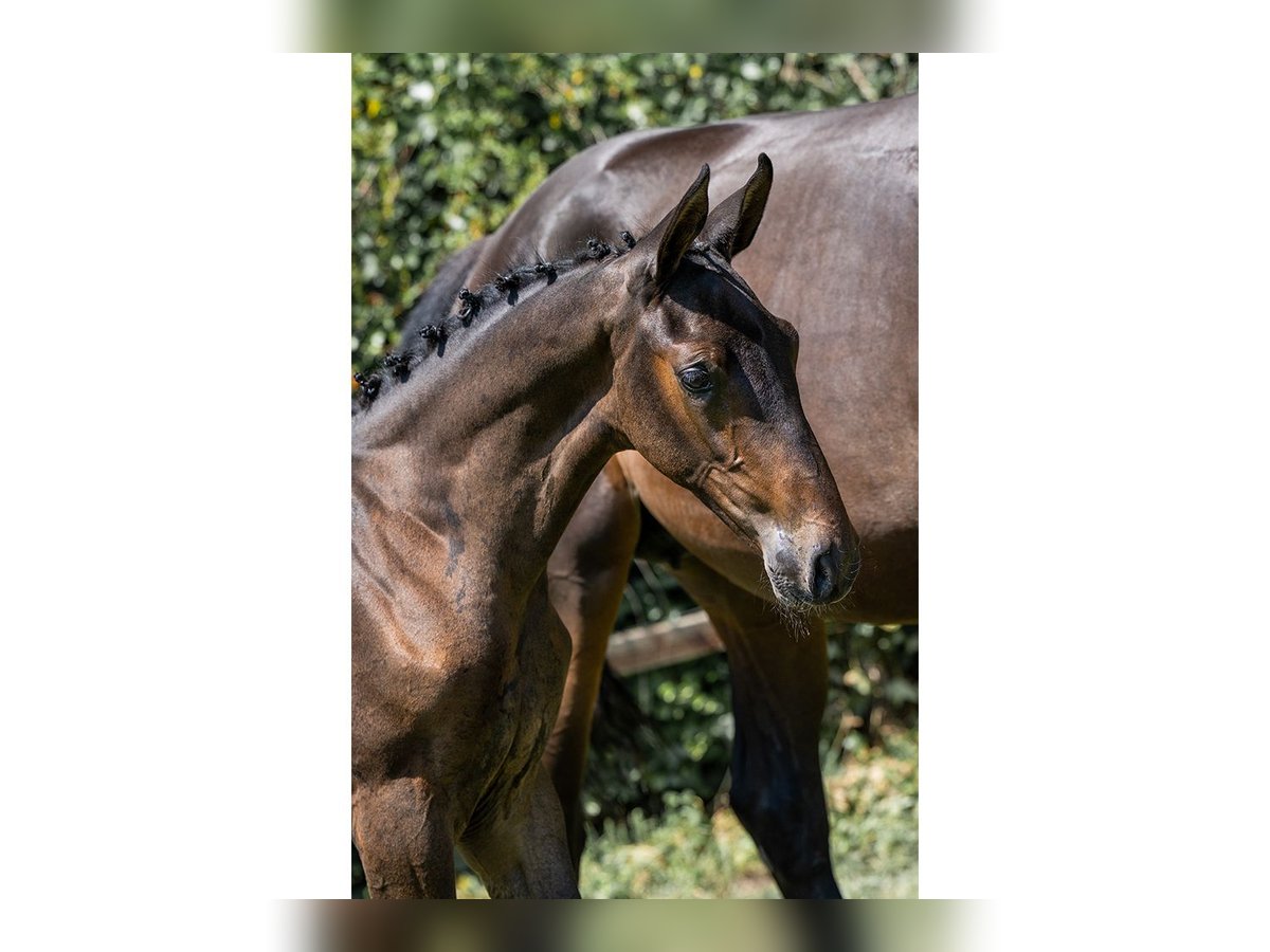 KWPN Mare  in Heerde