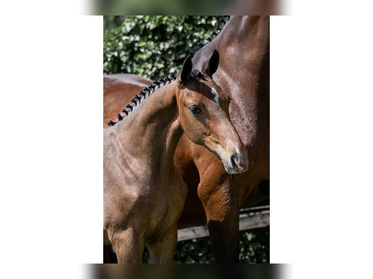 KWPN Mare  in Heerde