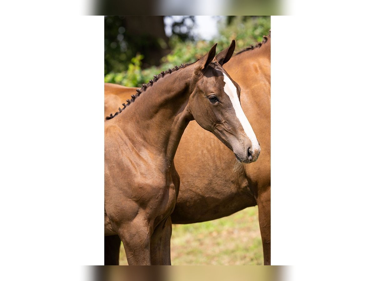 KWPN Mare Foal (03/2025) in Heerde