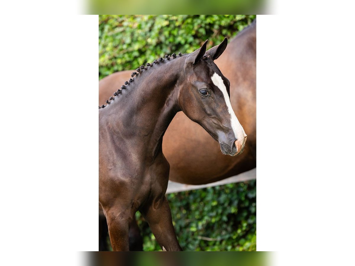 KWPN Mare Foal (03/2025) in Heerde