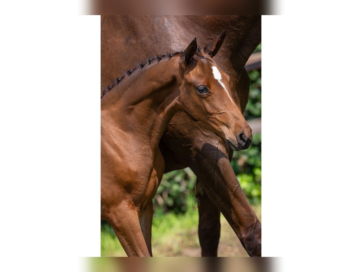 KWPN Mare Foal (05/2025) in Heerde