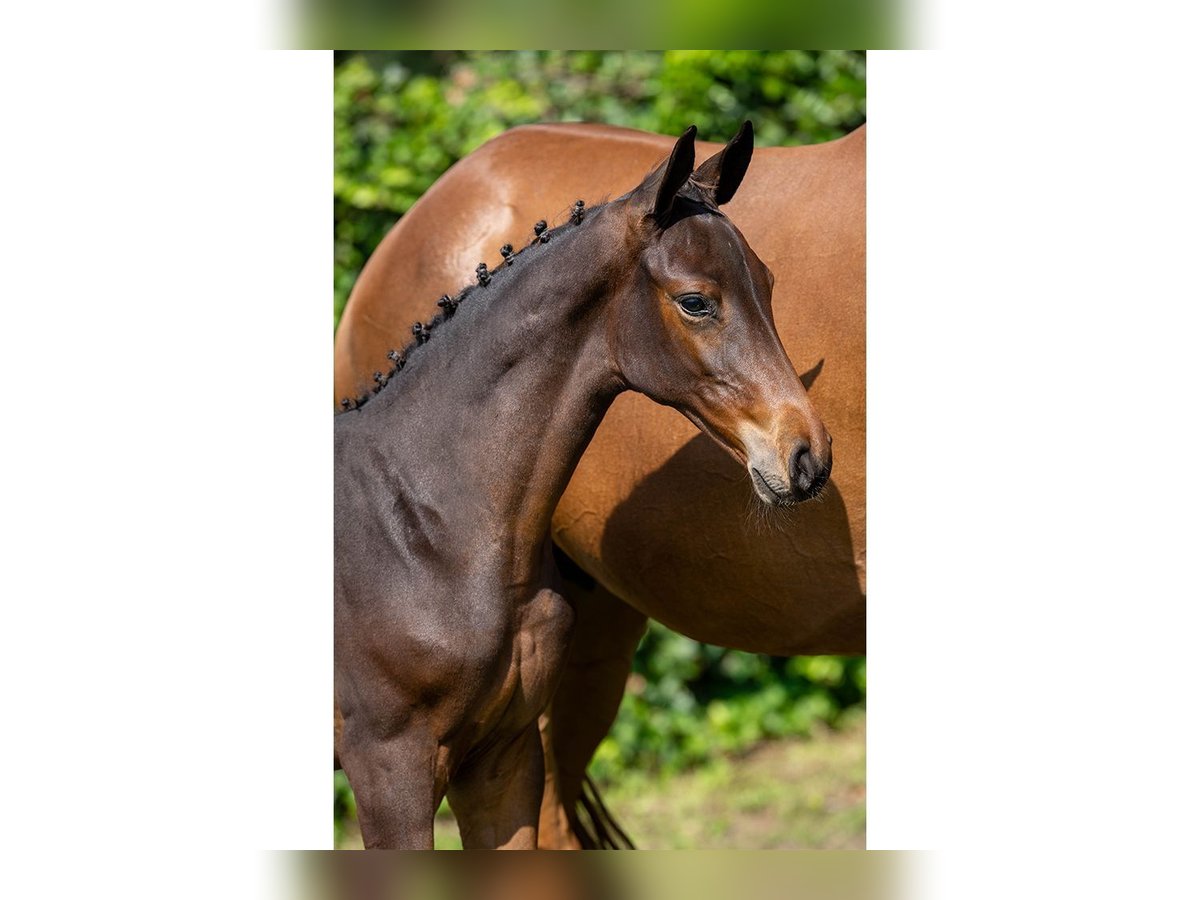 KWPN Mare Foal (06/2025) in Heerde