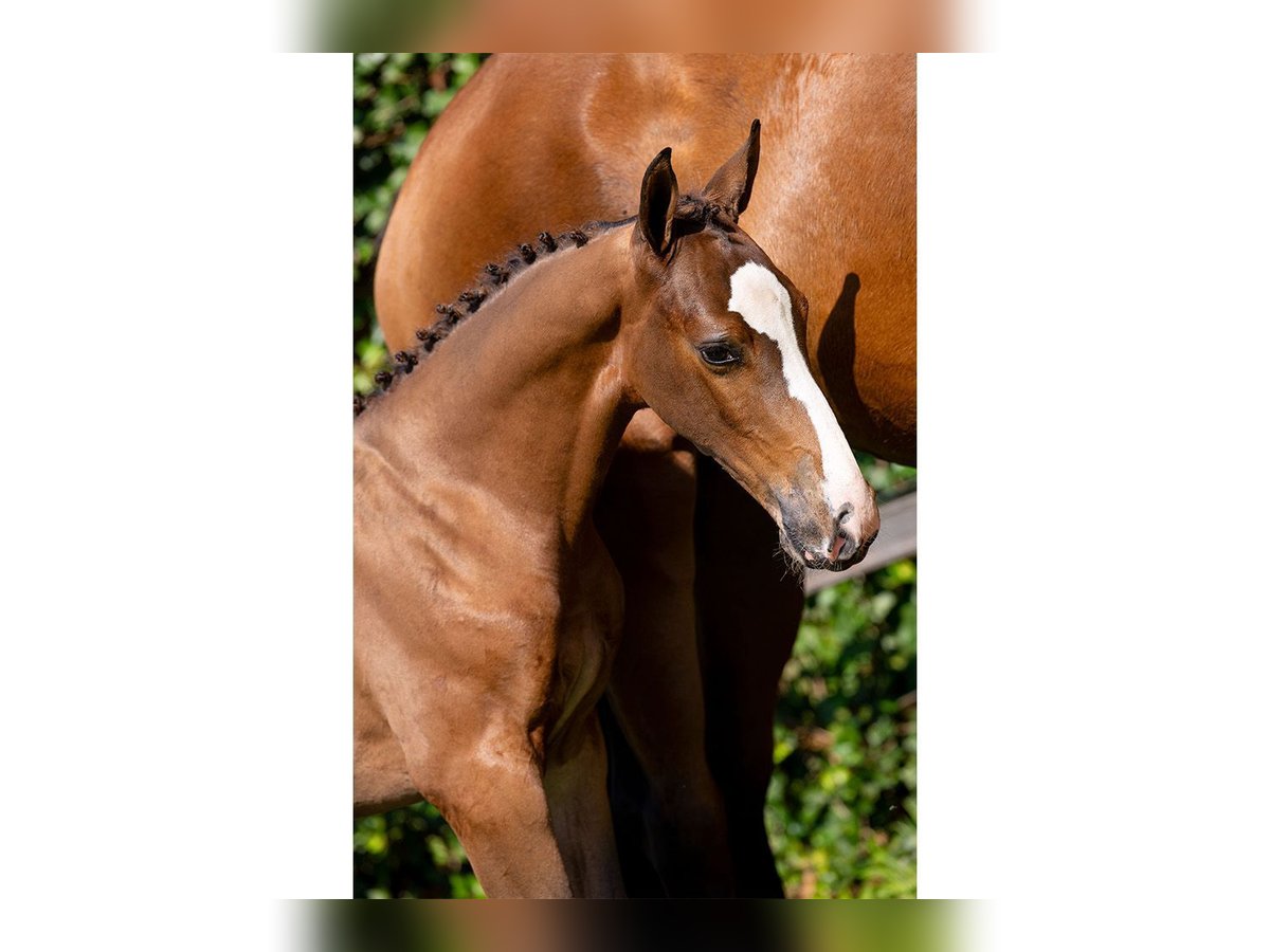KWPN Mare Foal (05/2025) in Heerde