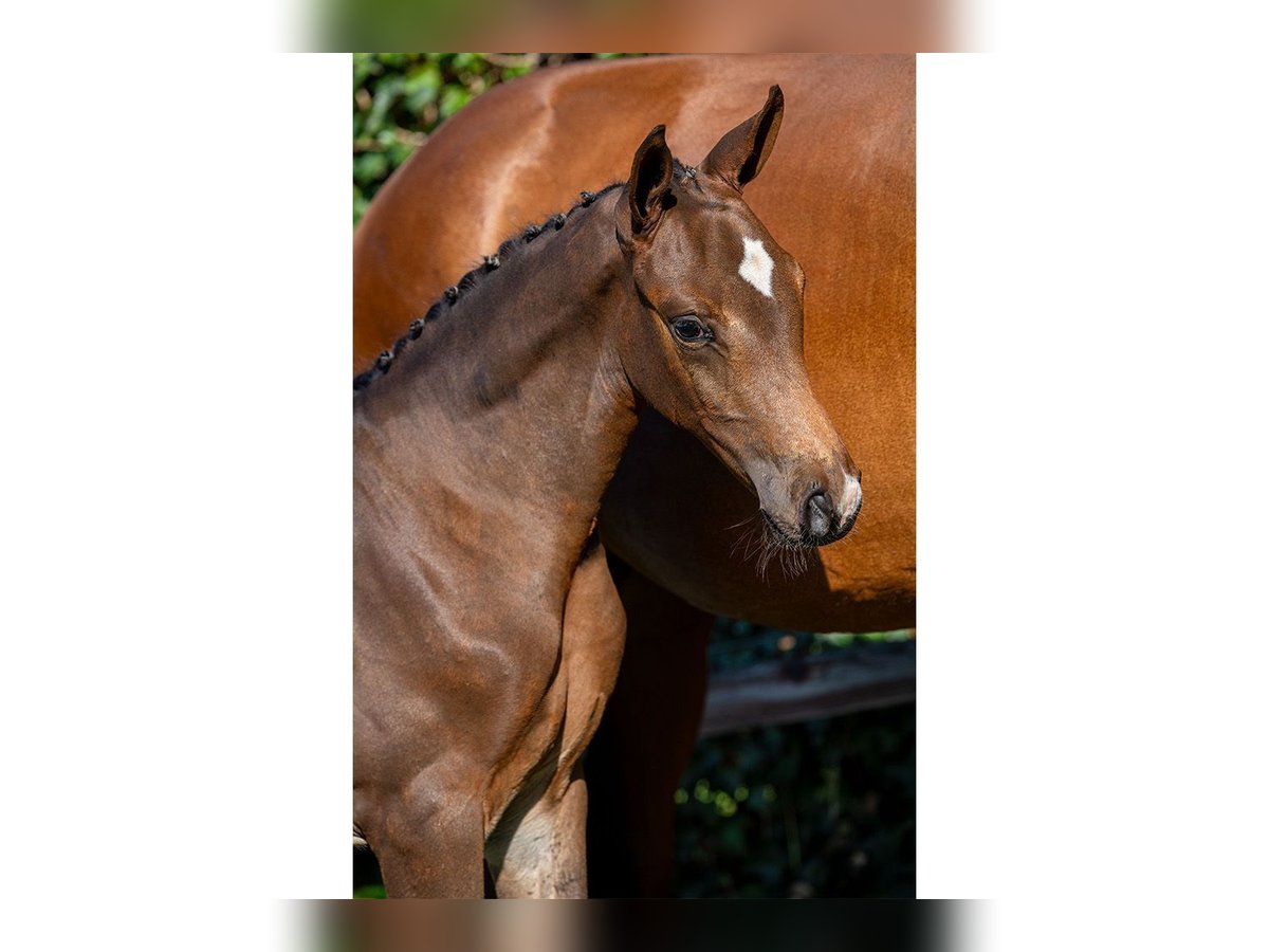 KWPN Mare Foal (06/2025) in Heerde