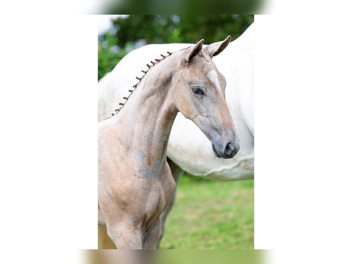KWPN Mare Foal (06/2025) in Heerde