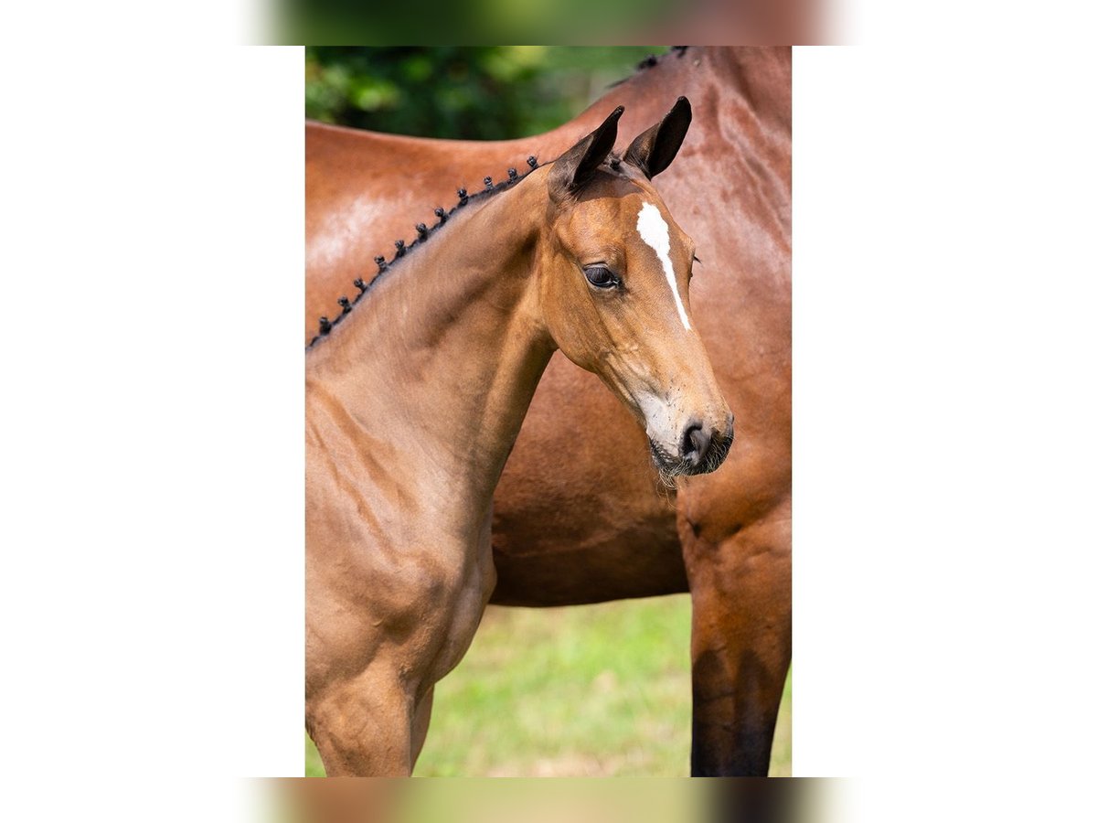 KWPN Mare Foal (05/2025) in Heerde