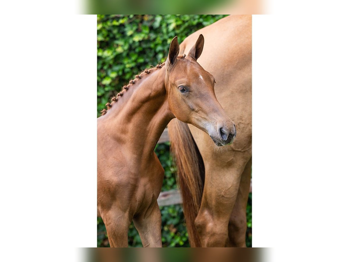 KWPN Mare Foal (05/2025) in Heerde