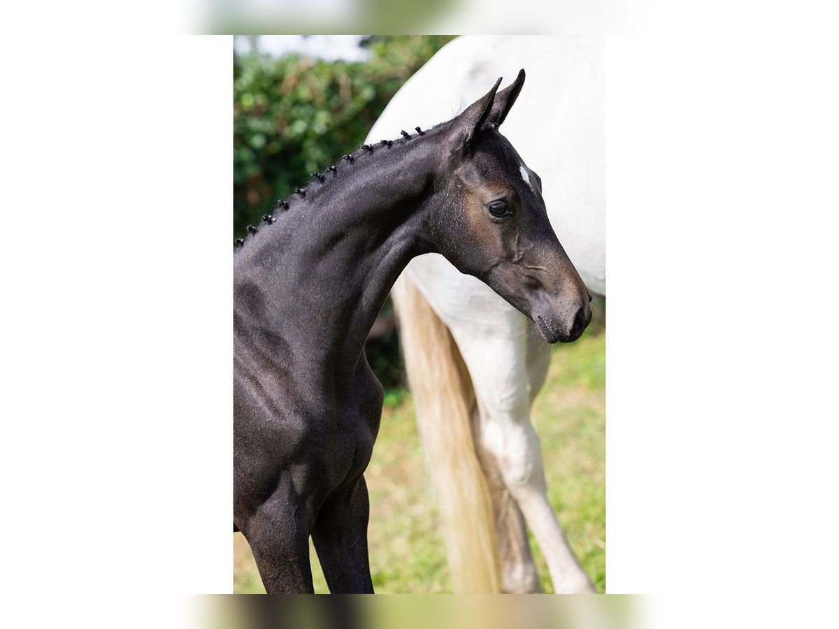 KWPN Mare Foal (04/2025) in Heerde