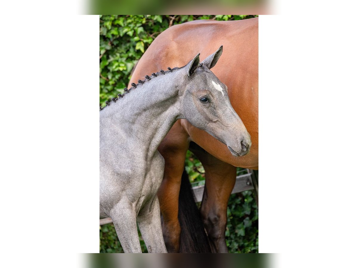 KWPN Mare Foal (05/2025) in Heerde