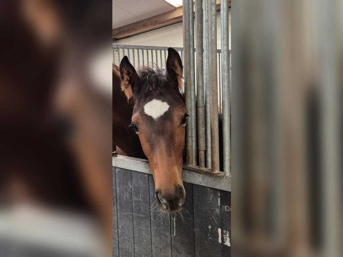 KWPN Mare Foal (05/2025) Smoky-Black in Veghel