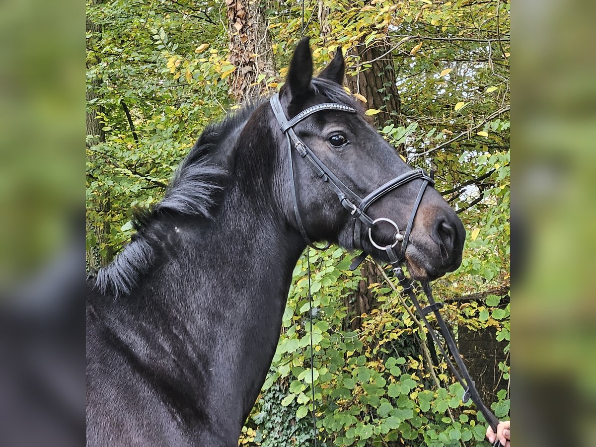 KWPN Merrie 10 Jaar 158 cm Zwartbruin in Nettetal