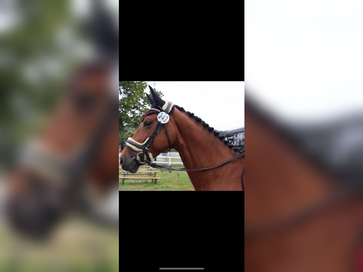 KWPN Merrie 10 Jaar 160 cm Bruin in Sch&#xF6;nberg