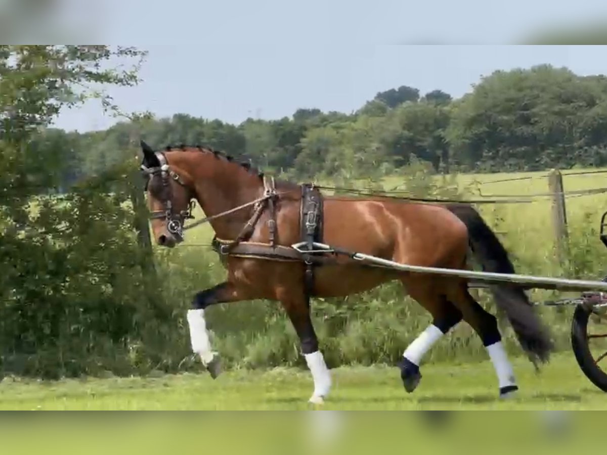 KWPN Merrie 10 Jaar 164 cm Bruin in Langerwehe