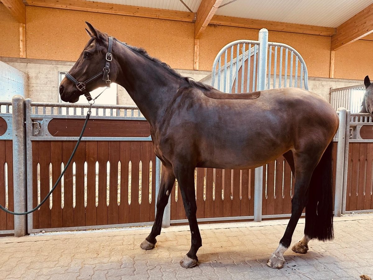 KWPN Merrie 10 Jaar 164 cm in Chur