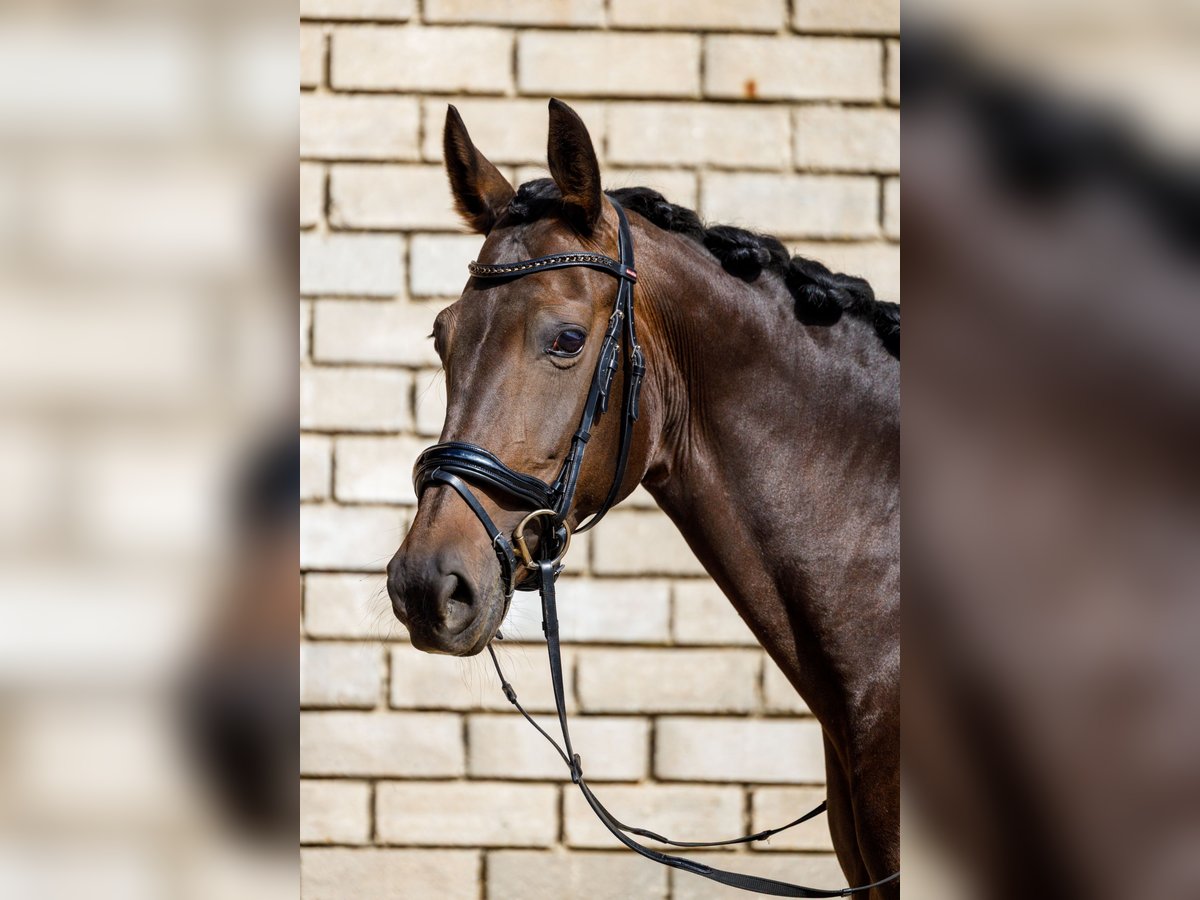 KWPN Merrie 10 Jaar 165 cm Donkerbruin in Oirsbeek