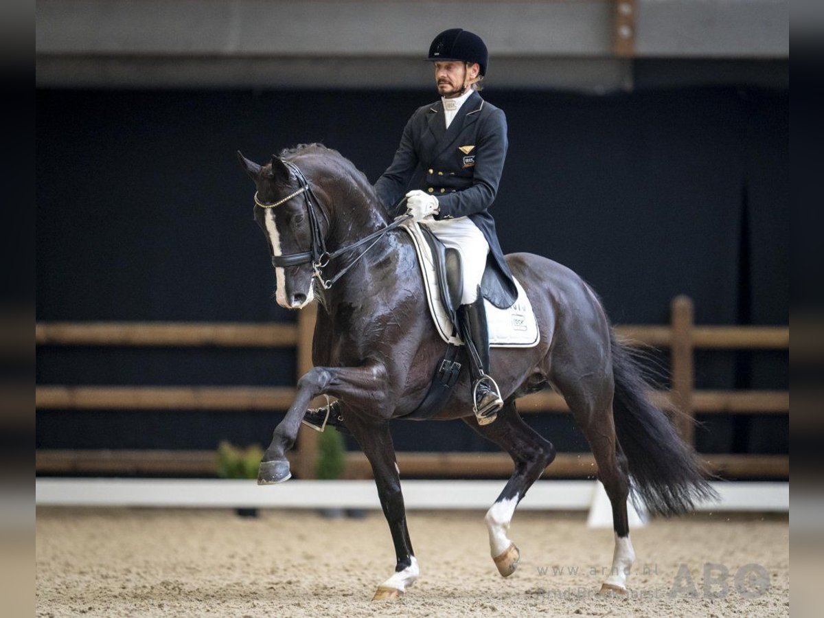 KWPN Merrie 10 Jaar 168 cm Bruin in Wijdewormer