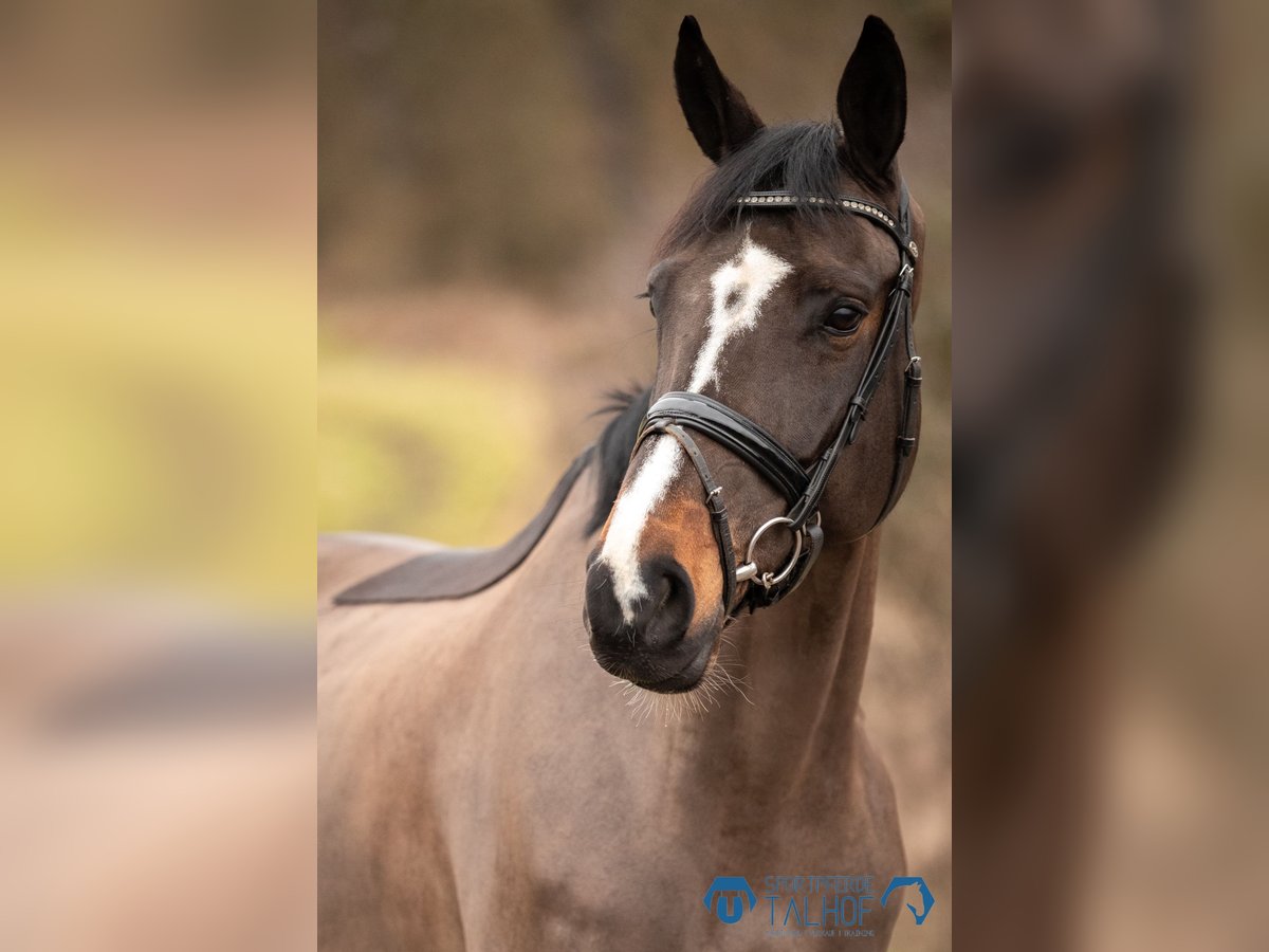 KWPN Merrie 10 Jaar 168 cm Zwartbruin in Korntal-Münchingen