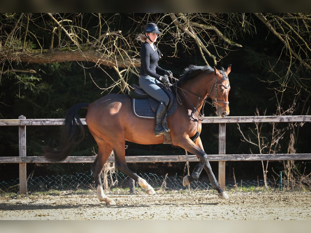 KWPN Merrie 10 Jaar 169 cm Bruin in Limburg an der Lahn