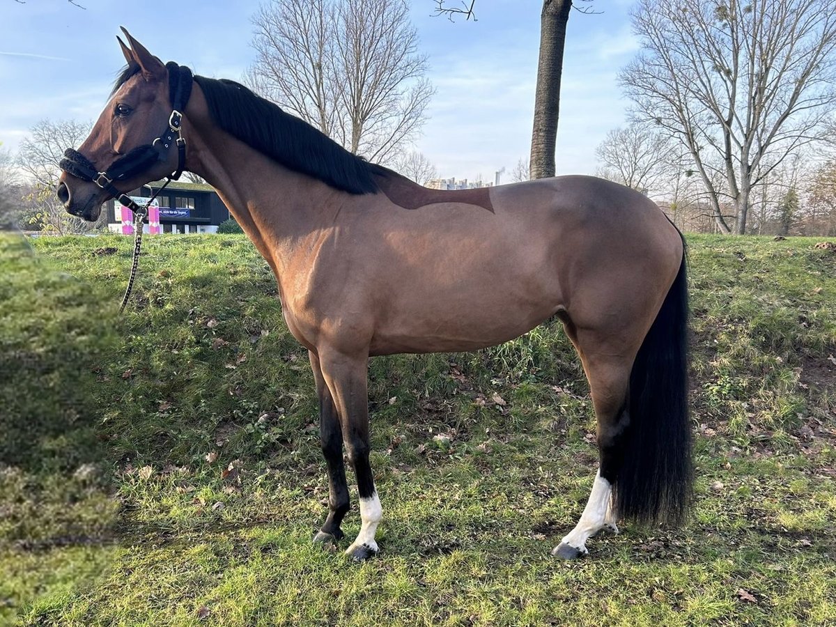 KWPN Merrie 10 Jaar 170 cm Bruin in Darmstadt