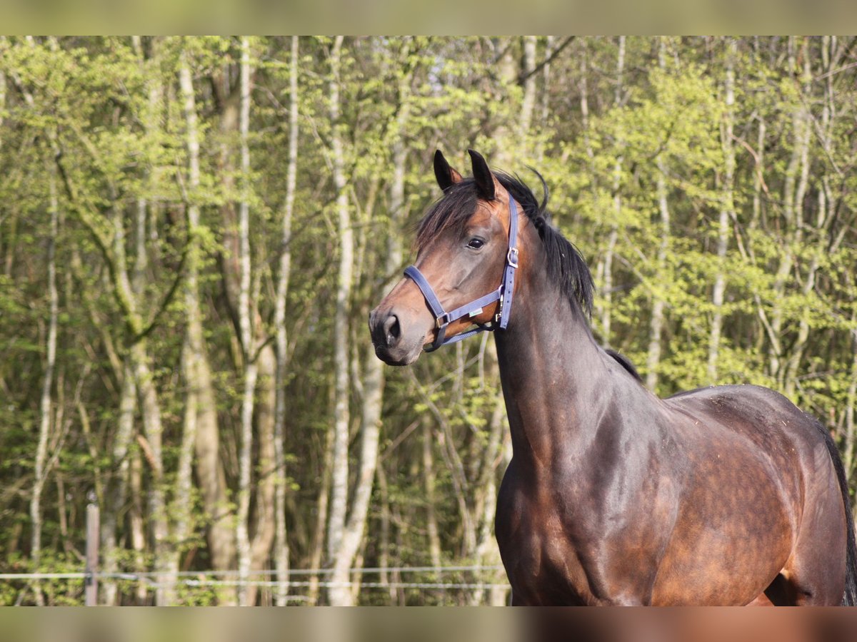 KWPN Merrie 10 Jaar 170 cm Bruin in Etten-Leur