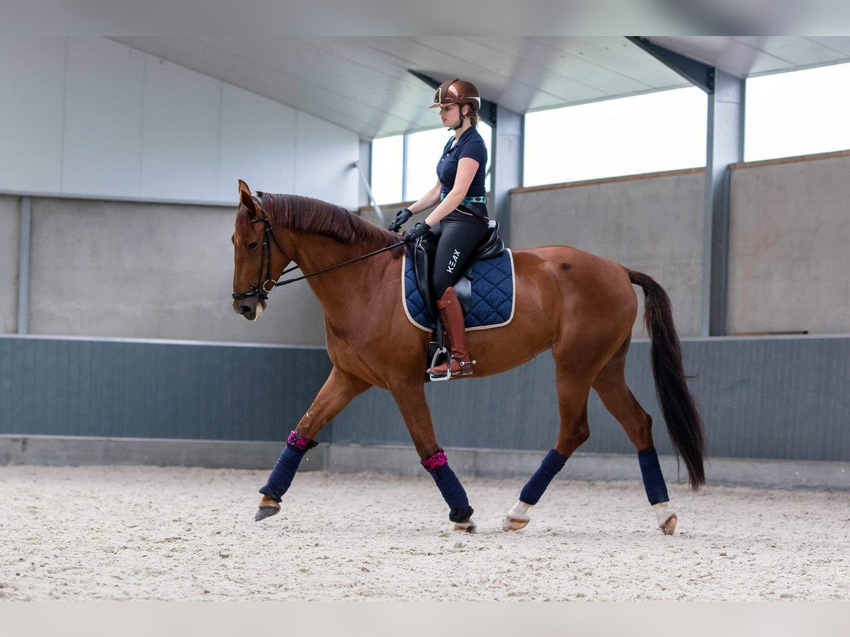 KWPN Merrie 10 Jaar 170 cm Vos in Brecht