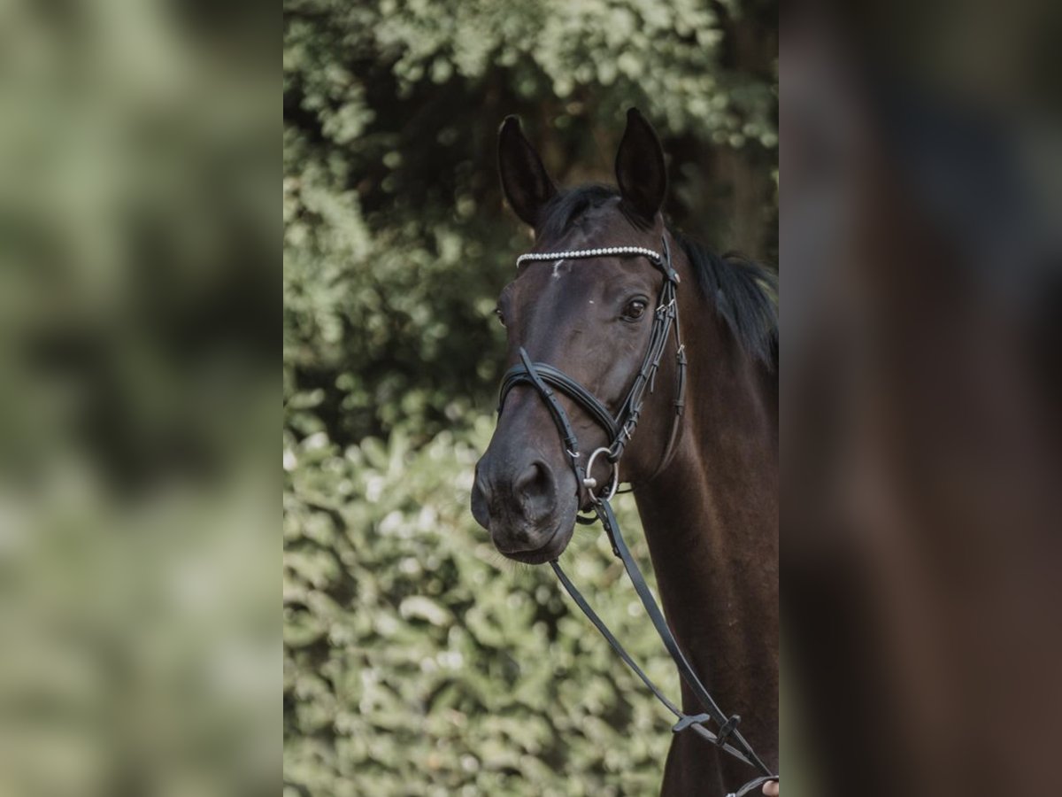 KWPN Merrie 10 Jaar 173 cm Zwartbruin in Herne