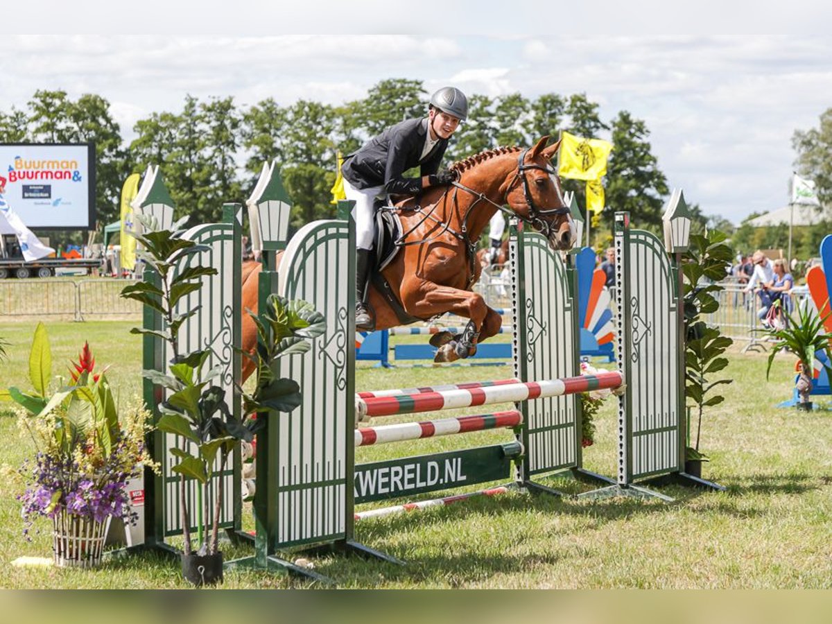 KWPN Merrie 11 Jaar 157 cm Vos in de Lutte