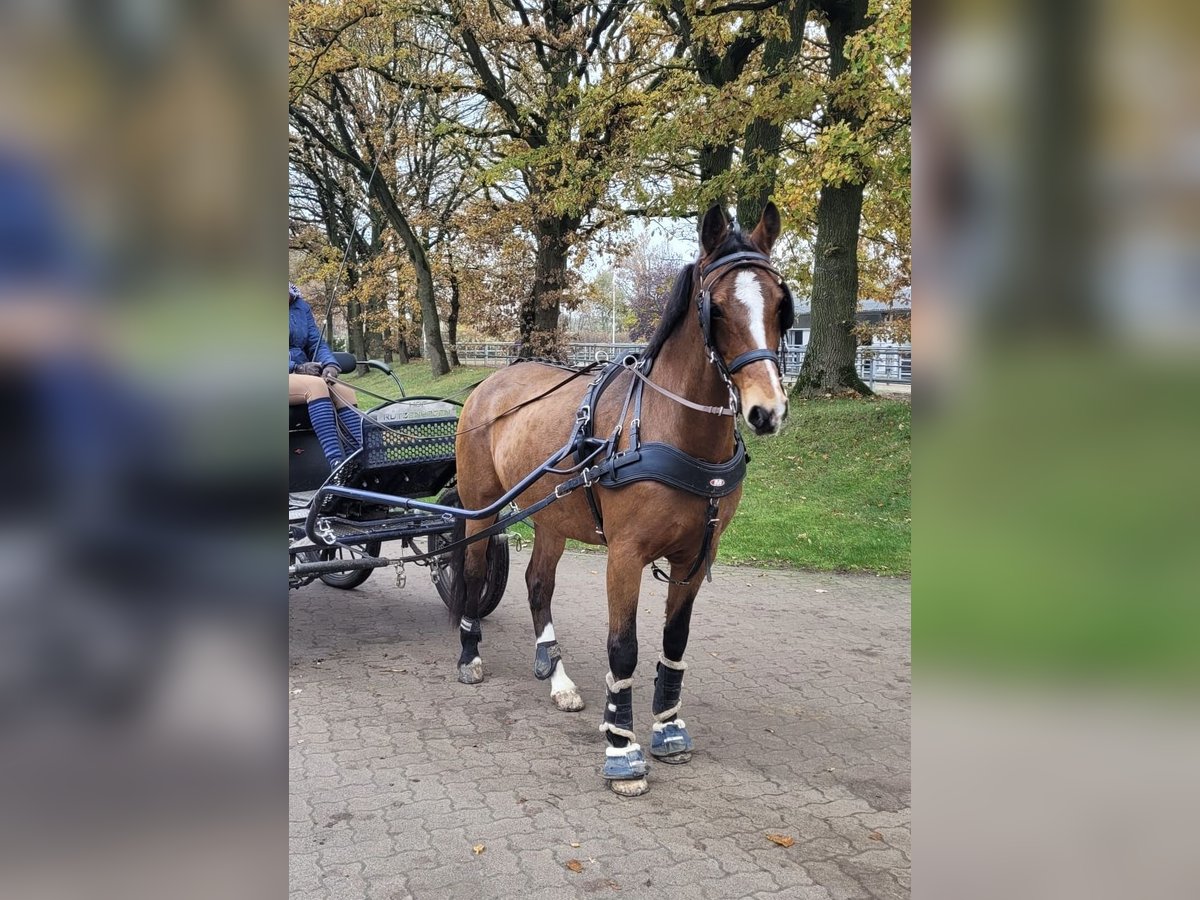 KWPN Merrie 11 Jaar 160 cm Donkerbruin in Negernbötel