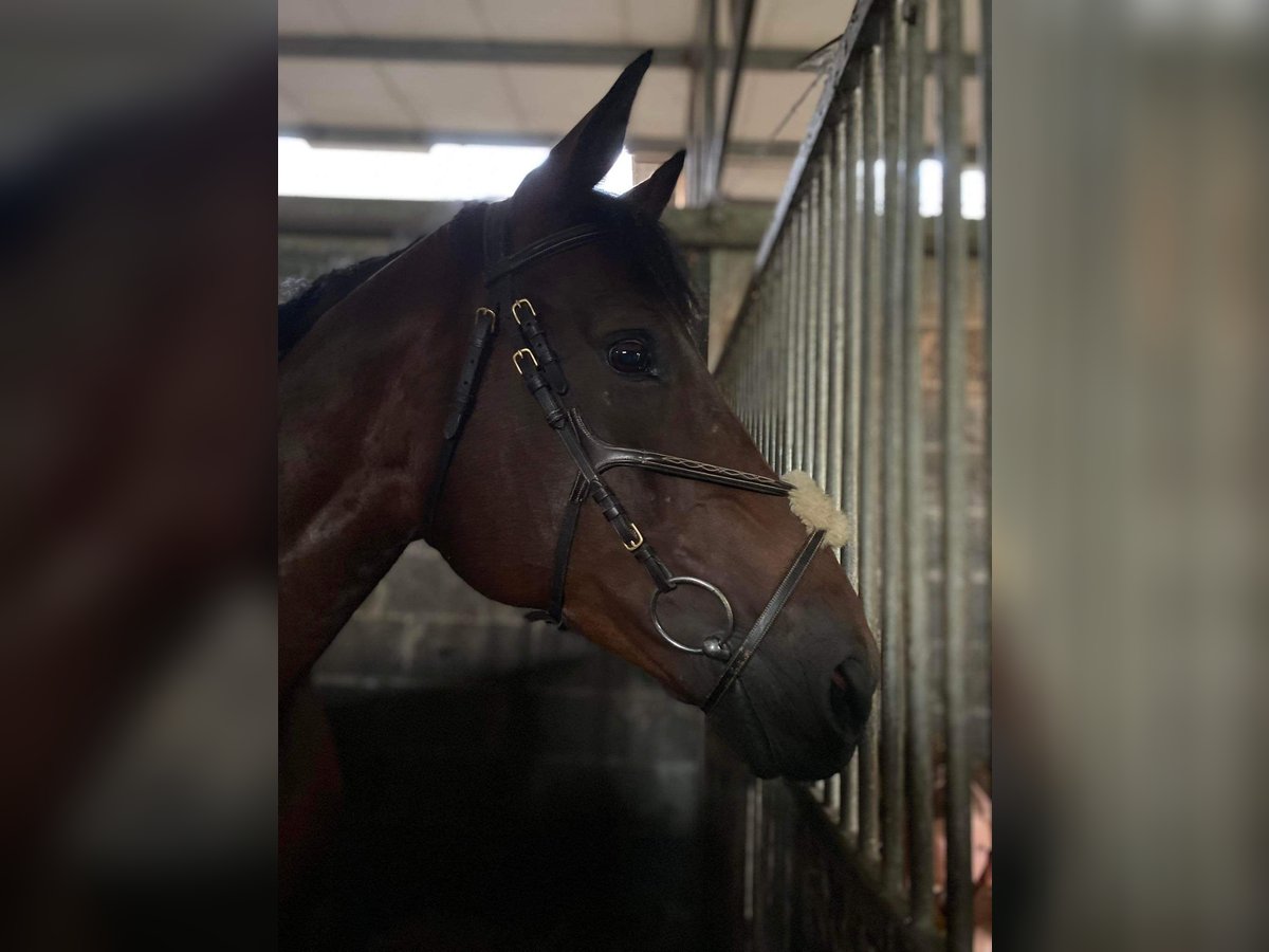 KWPN Merrie 11 Jaar 164 cm Donkerbruin in Budki &#x17B;elazowskie